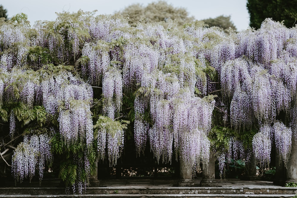 昼間の緑の木々