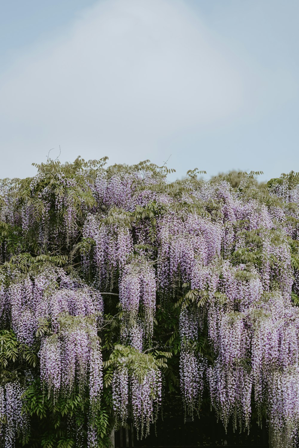 Flores moradas