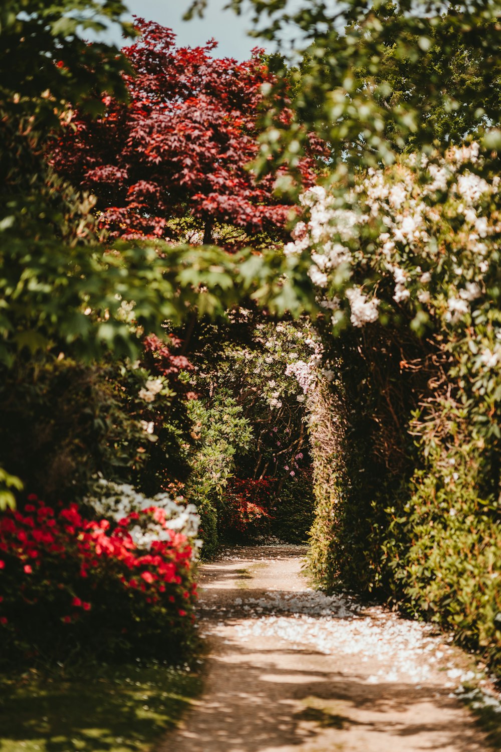 Campo de flores rojas y blancas y camino de tierra marrón durante el día