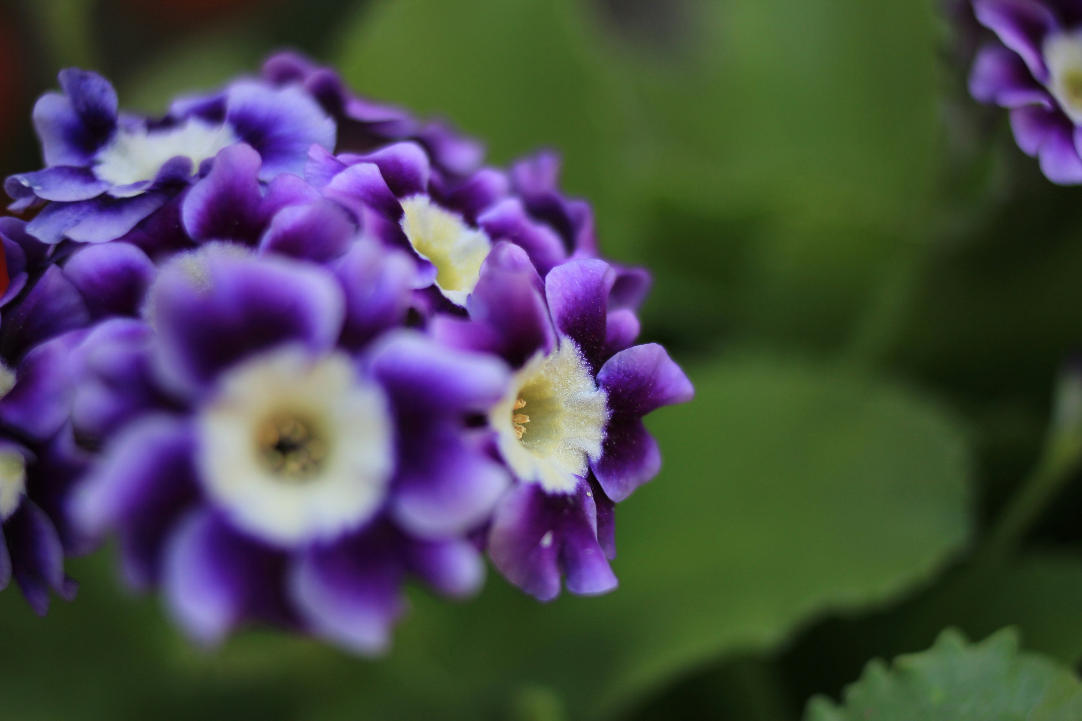 Photography by Daniel Lombraña