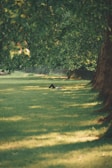 person lying on grass