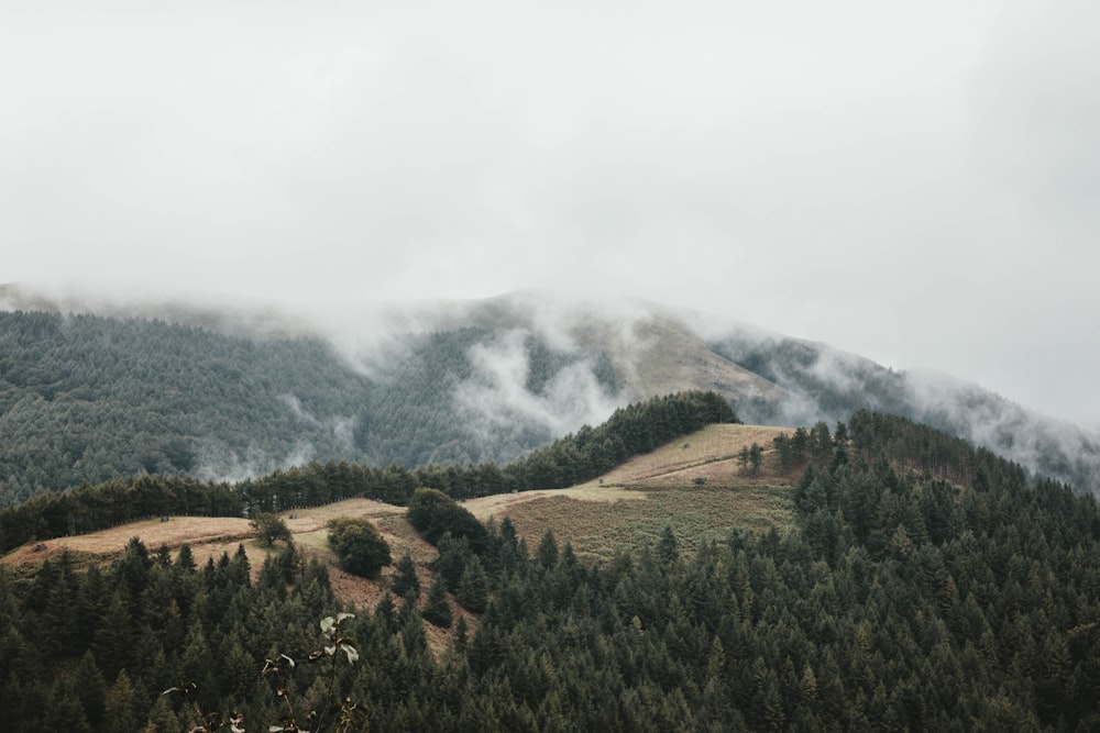 photo of trees and mountains covered with snow