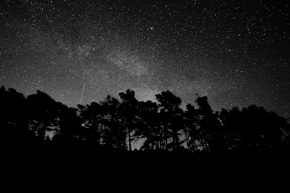 A myriad of stars in a dark sky, silhouetting trees