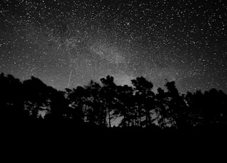 silhouette of forest during nighttime