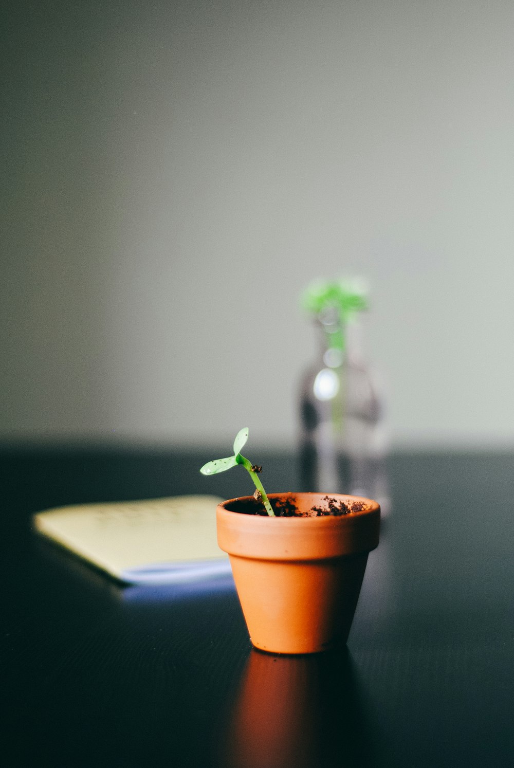 plante à feuilles vertes avec pot sur un bureau noir