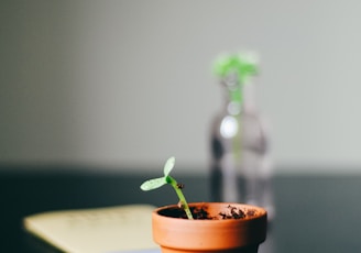 green leafed plant with pot on black desk