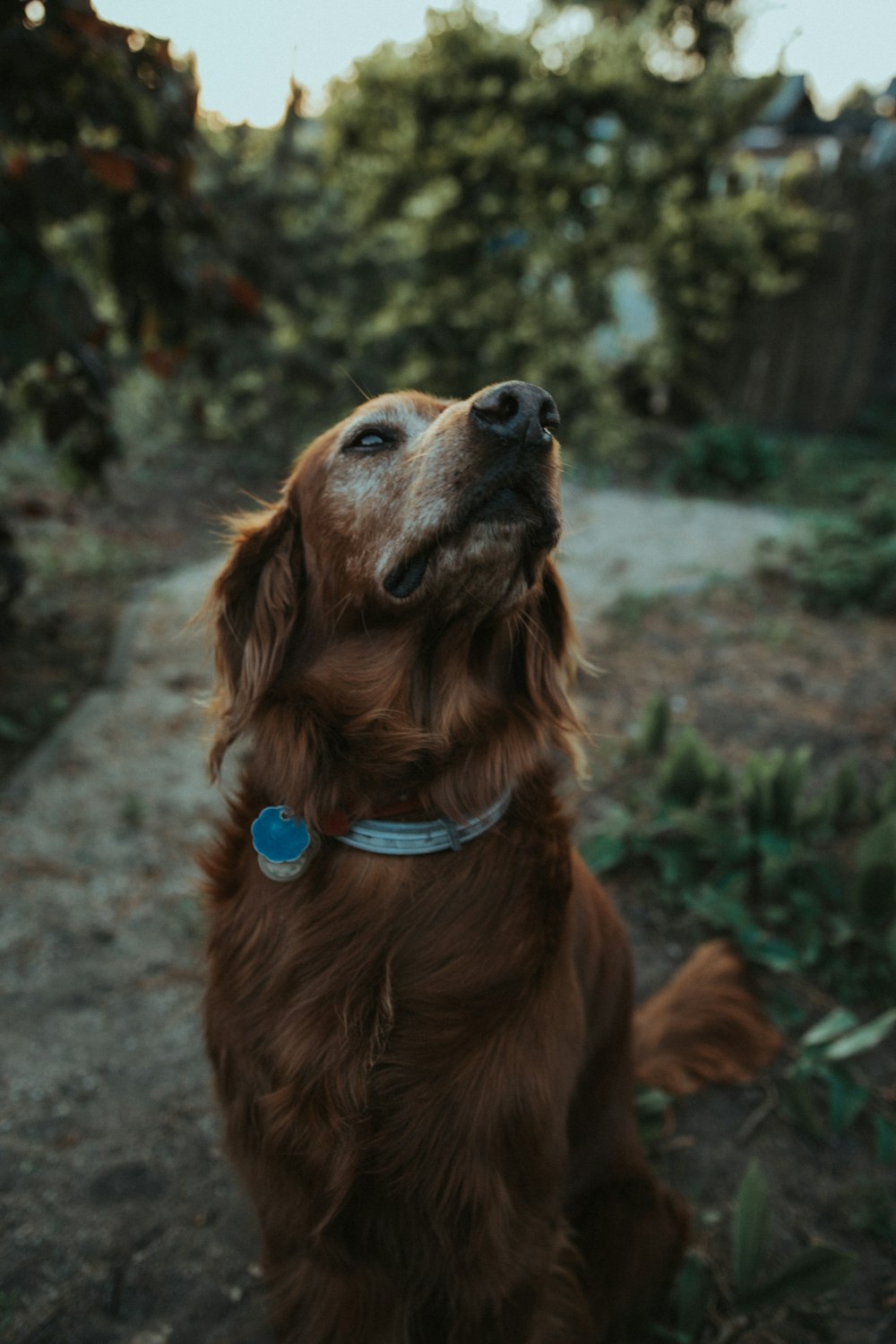 long-coated brown dog standing on ground