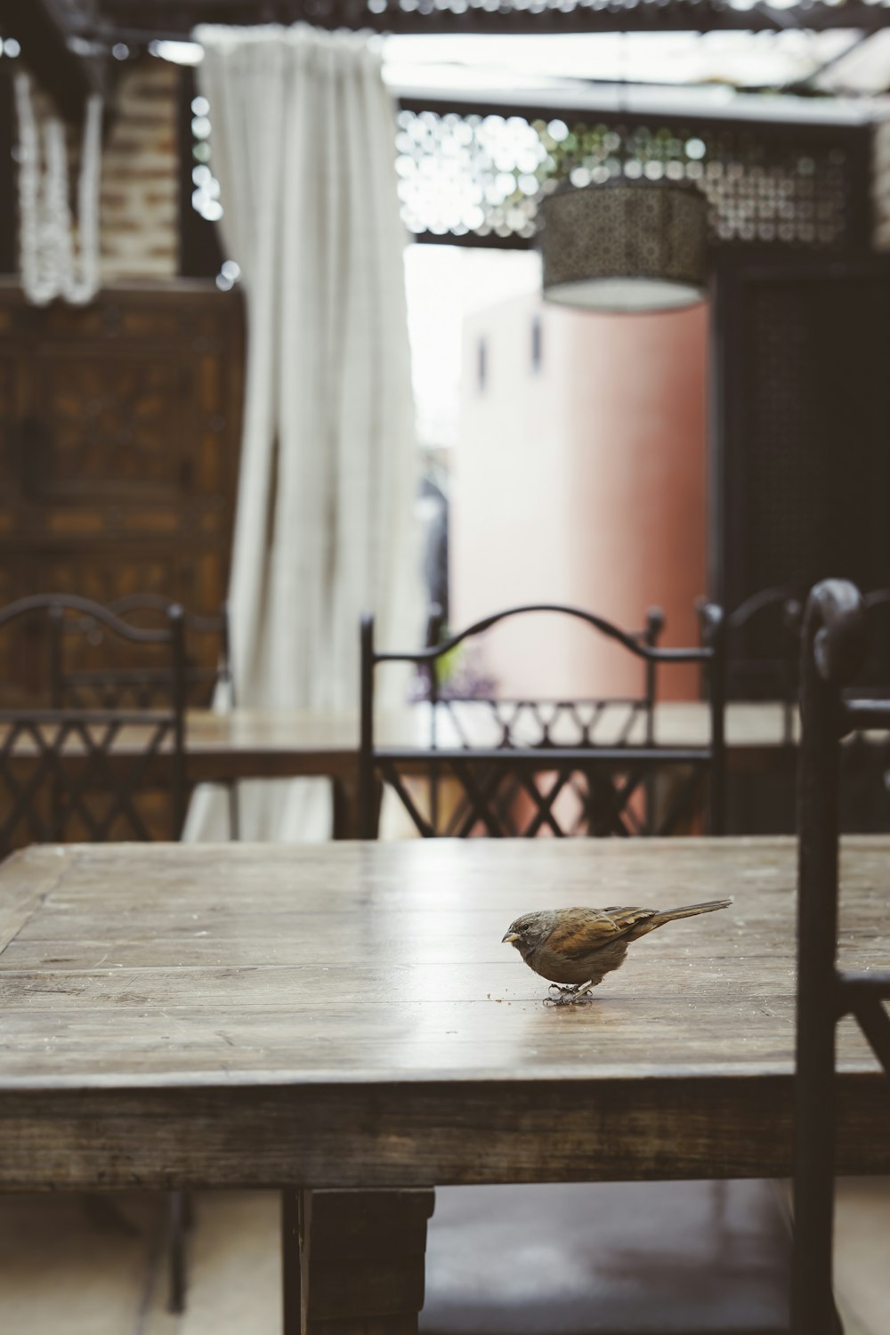 grauer Vogel auf braunem Holztisch