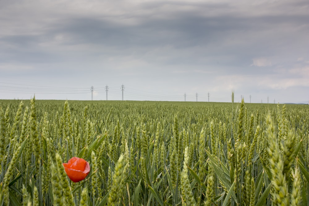 green plant field