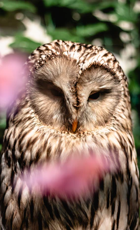 Close-up of a watercolor owl with shimmering mirrored feathers.