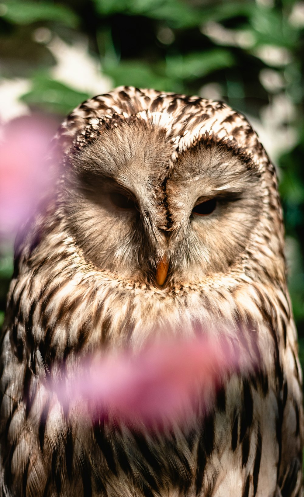 selected focus photo of brown owl