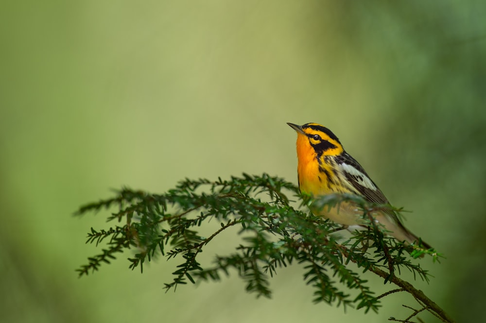 orange and black bird on tree branch