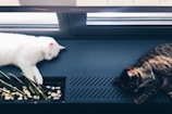 Cats at Peace