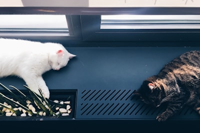 Cats at Peace