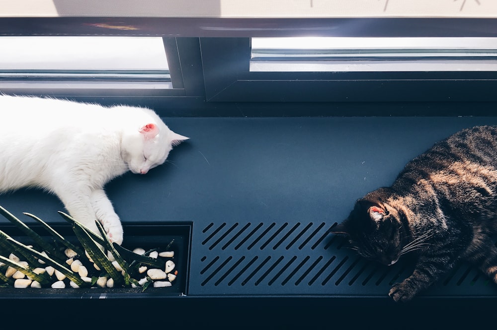 person taking photo of white and black cats on black surface