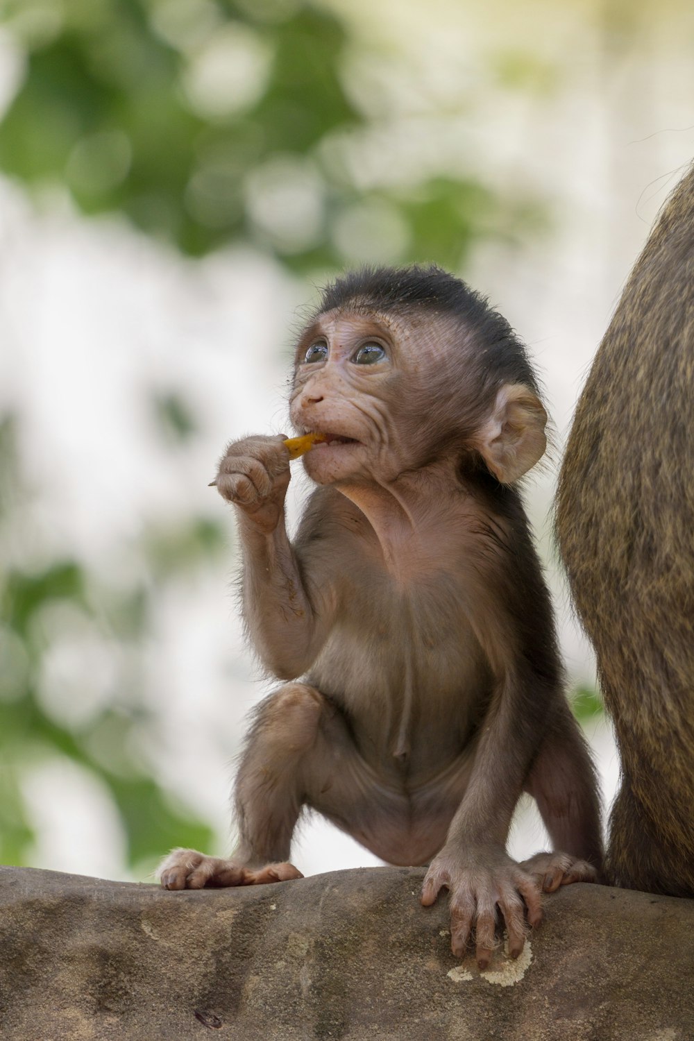 macaco na foto da árvore durante o dia