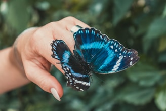 blue butterfly on hand