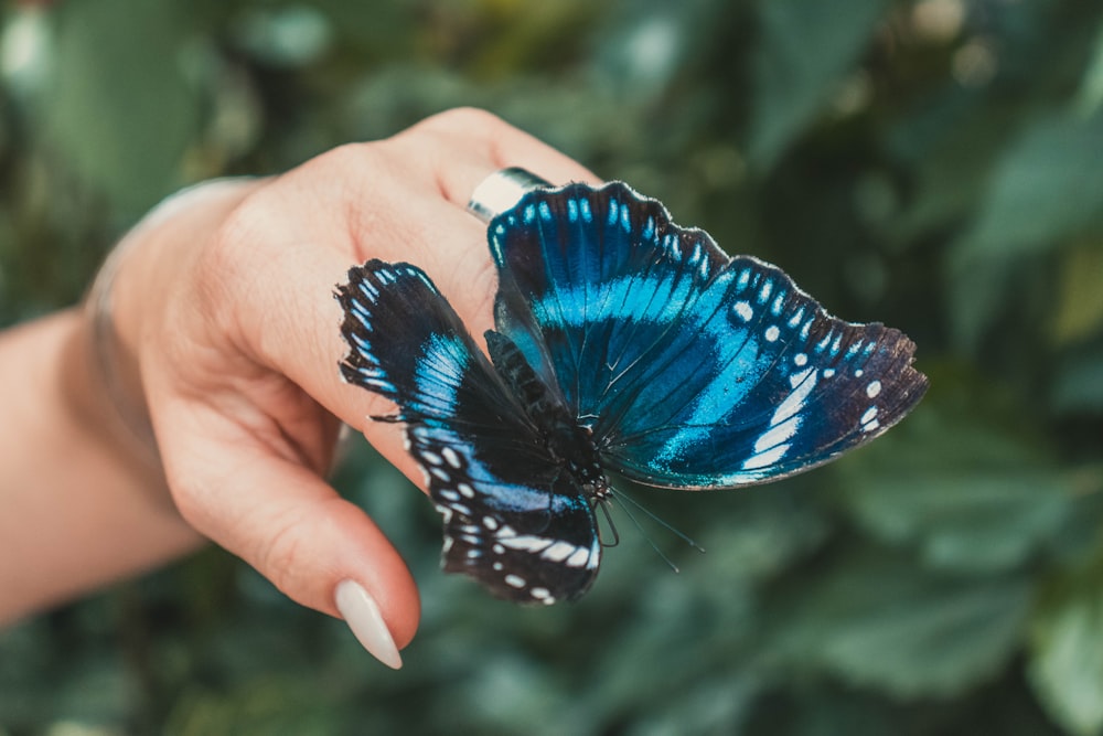 blue butterfly on hand