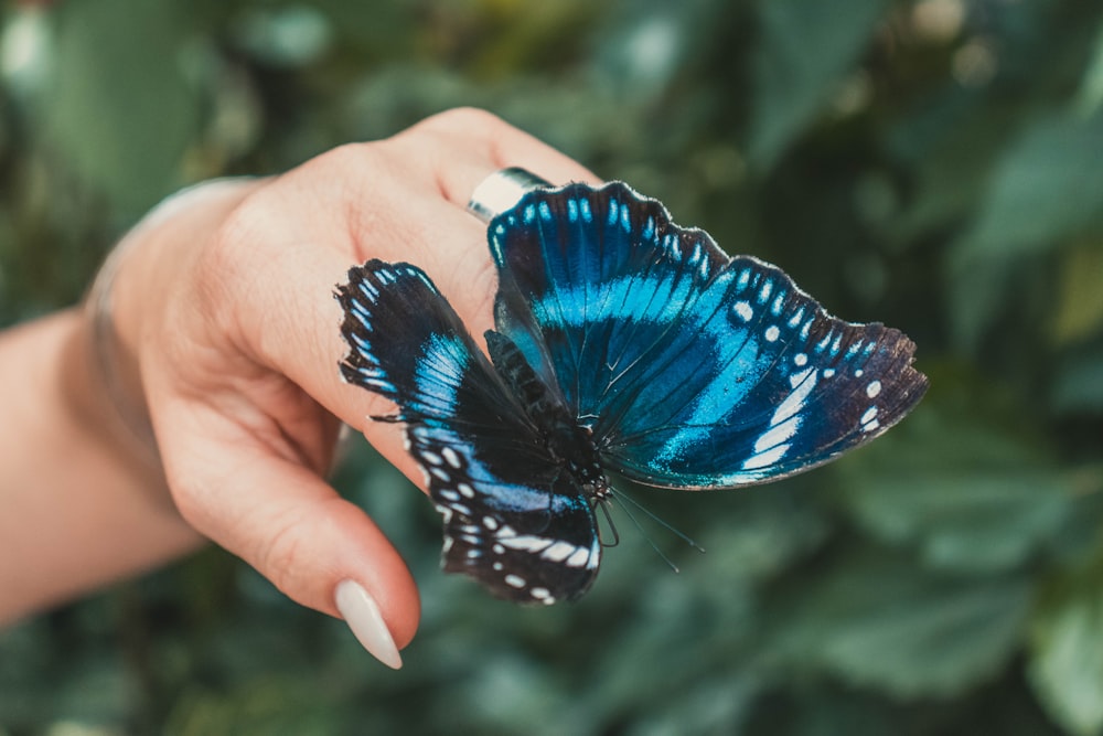 mariposa azul en la mano