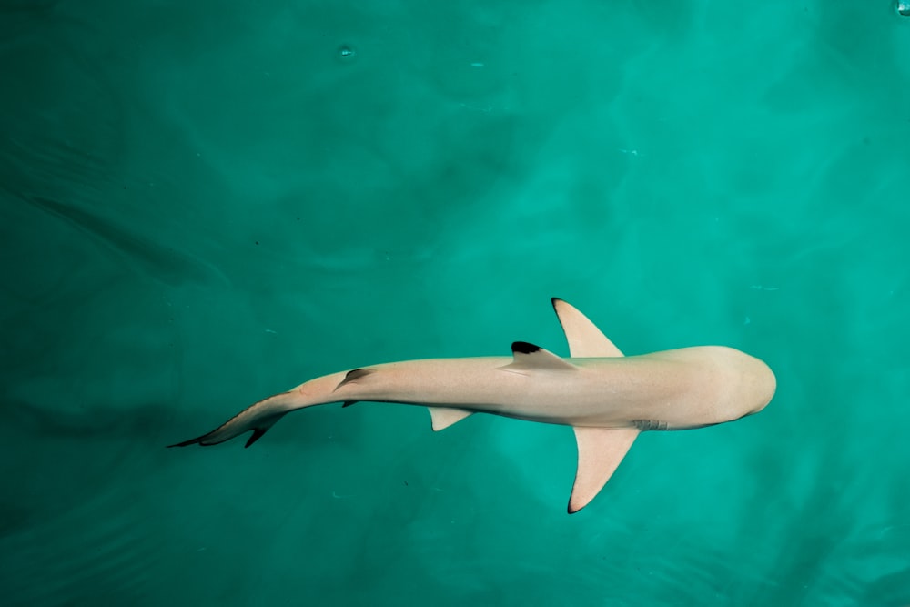 Imágenes de Tiburones Bebé | Descarga imágenes gratuitas en Unsplash