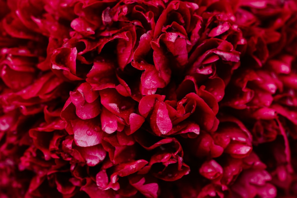 bundle of red roses