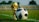 A gold trophy and a black-and-white soccer ball are placed on a green grass field. The background shows blurred stadium seating, suggesting a sports venue.