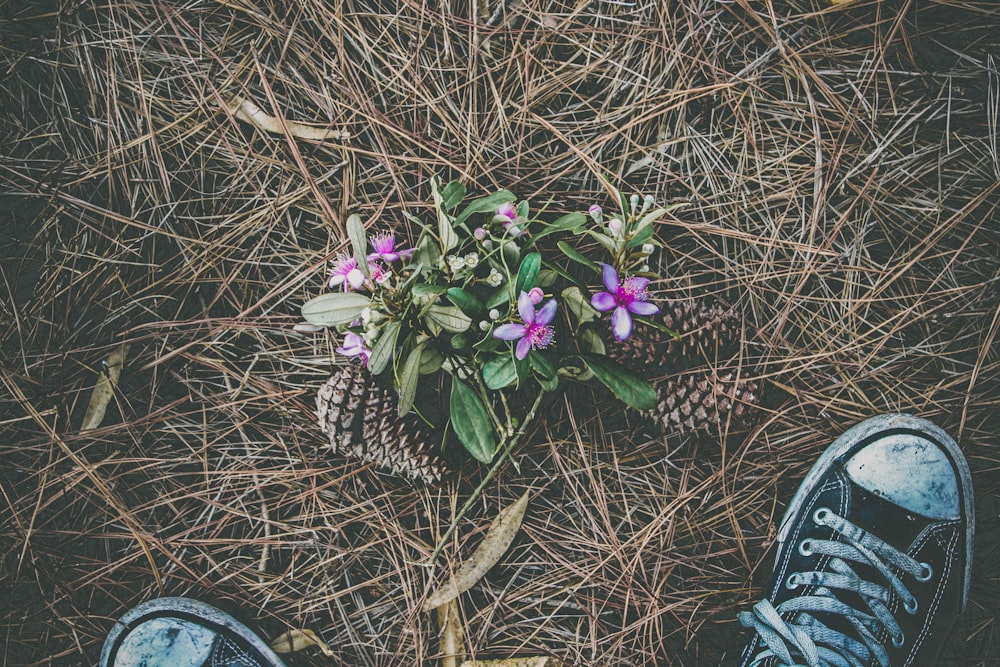 person wearing sneakers beside petaled flower