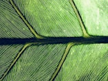 macro photography of green leaf