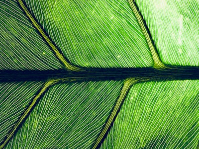 macro photography of green leaf macro zoom background