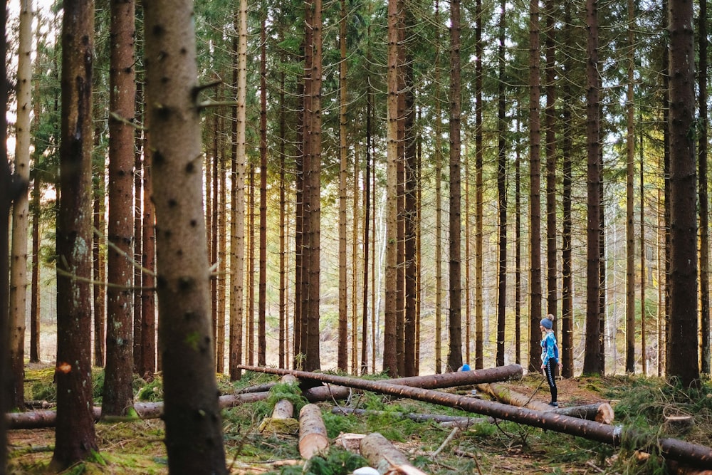 person taking down trees