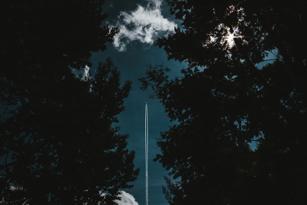 bottom view photo of trees under blue sky