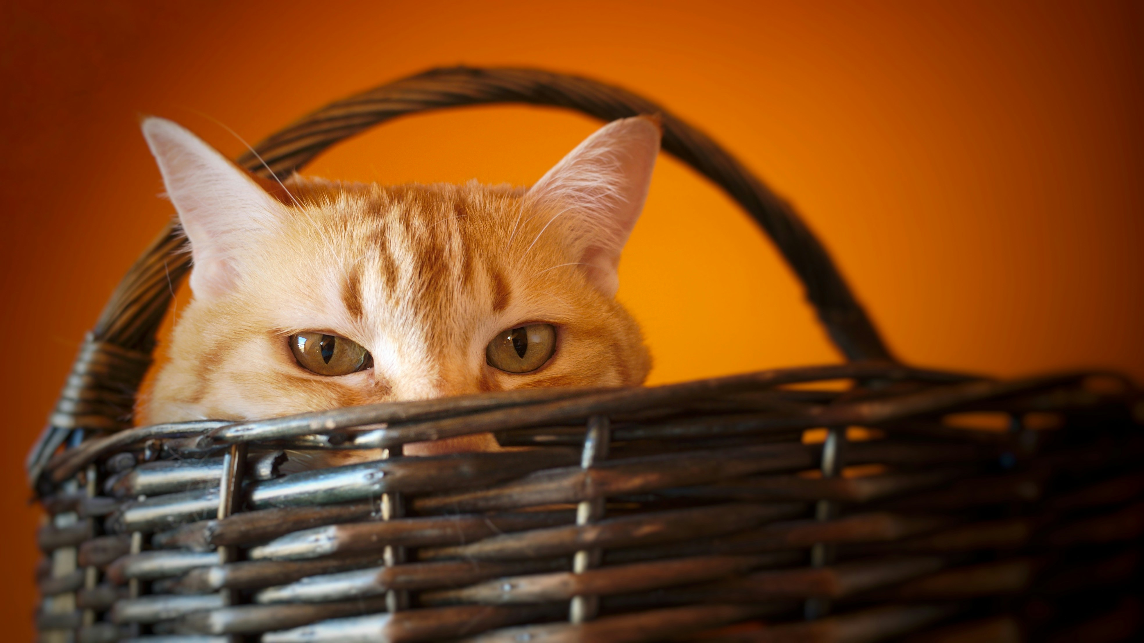 photo-1527884989890-a71207e6ac0f?ixlib=rb-1.2.1&ixid=eyJhcHBfaWQiOjEyMDd9&auto=format&fit=crop&w=1778&q=80