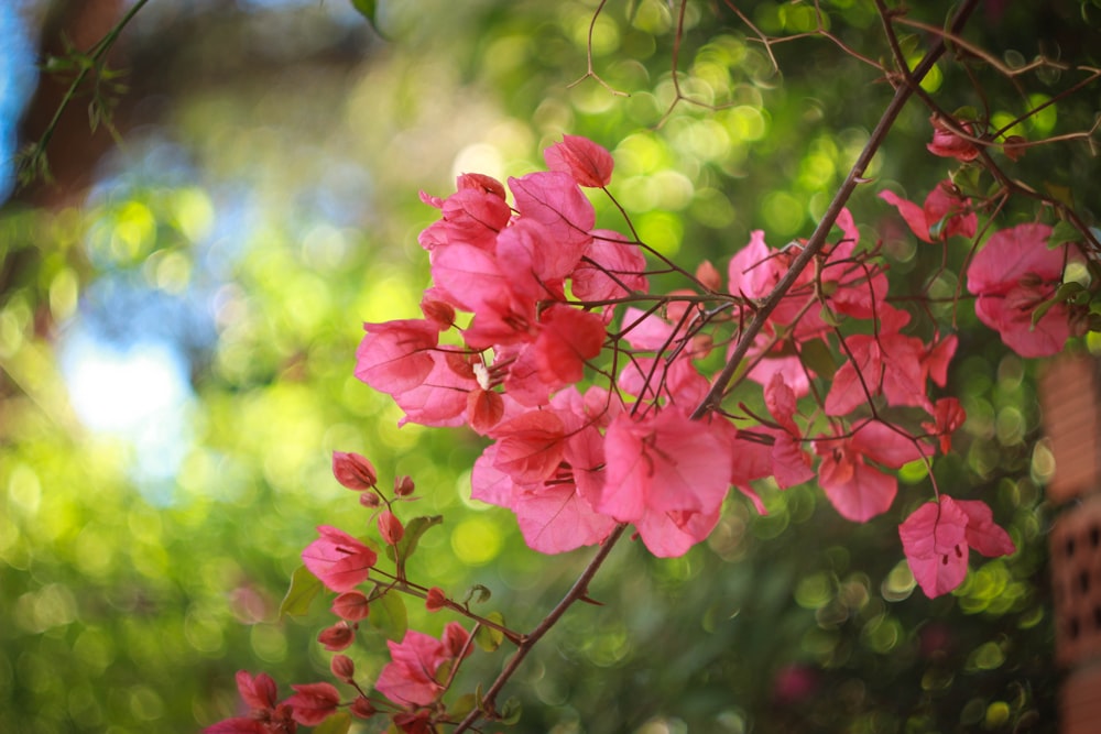 close up photography pink petaled flower