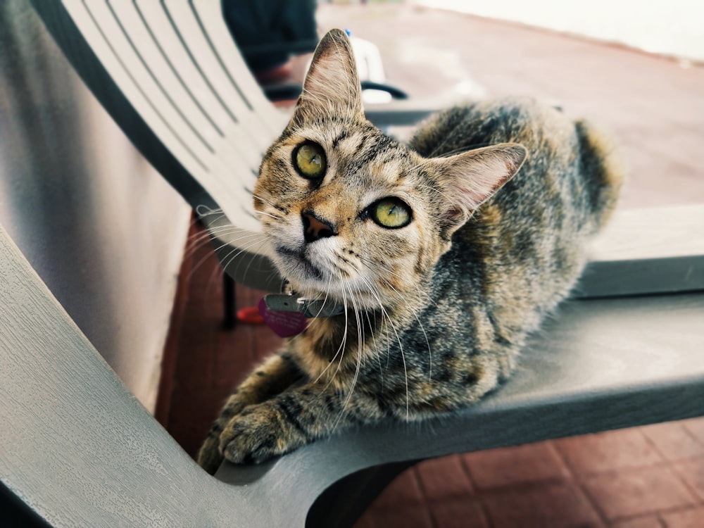 gato gris y marrón en silla gris