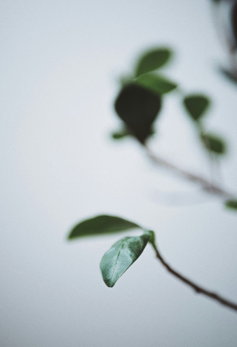 selective focus of green leaf