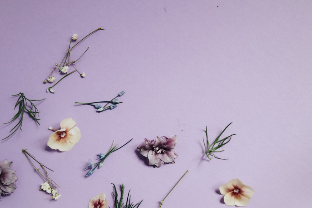 assorted-color petaled flowers and leaves on purple surface