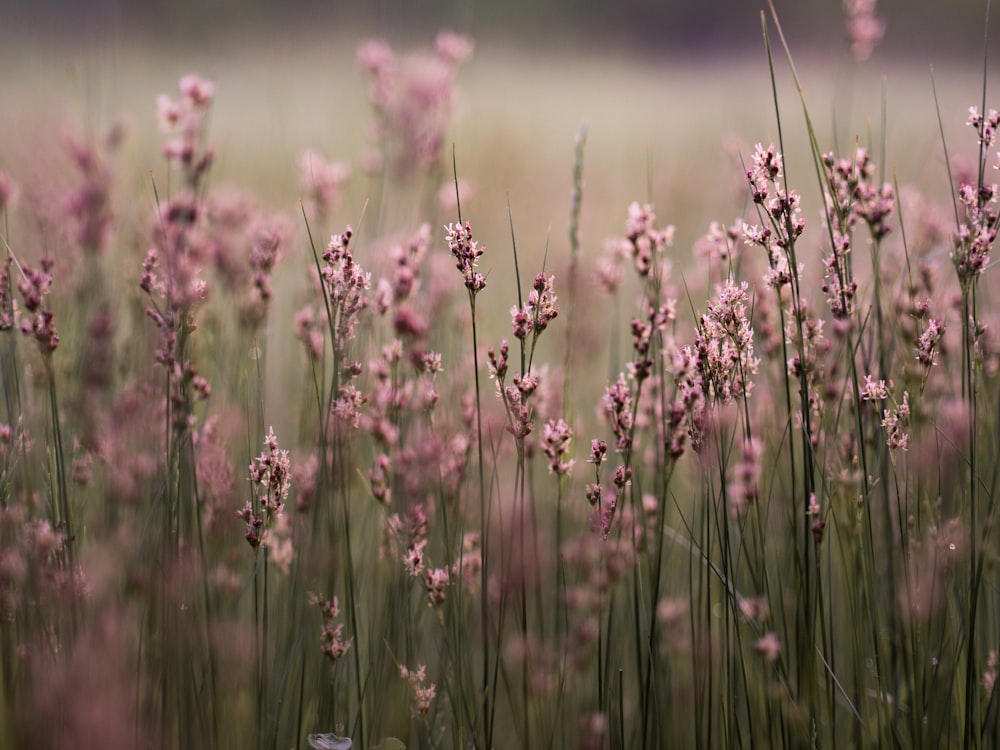 ピンクの花びらの花壇のセレクティブフォーカス写真