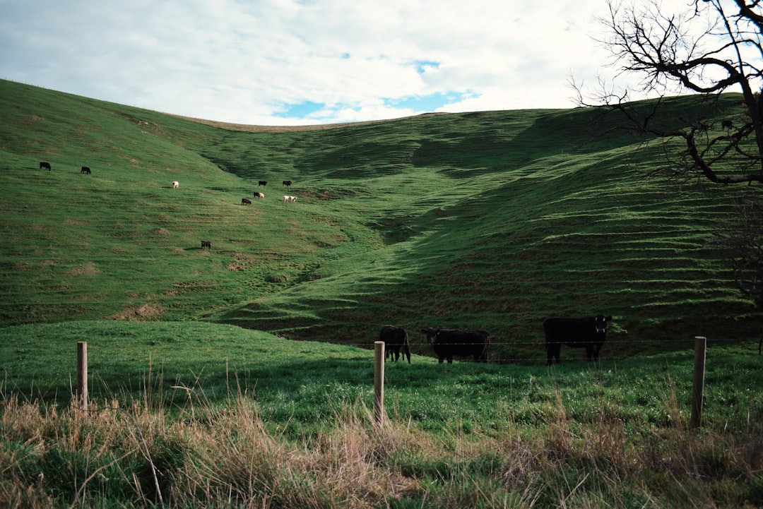 Участок холмы. Австралия обои Сельская местность. Australia countryside.