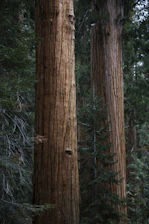 green pinetree between two brown trees
