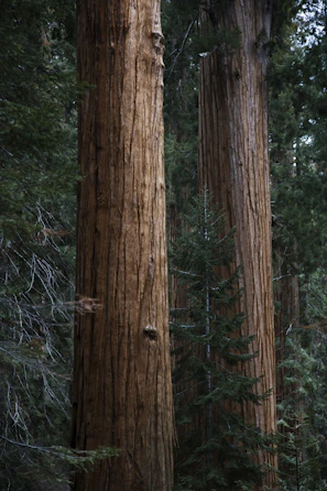 green pinetree between two brown trees