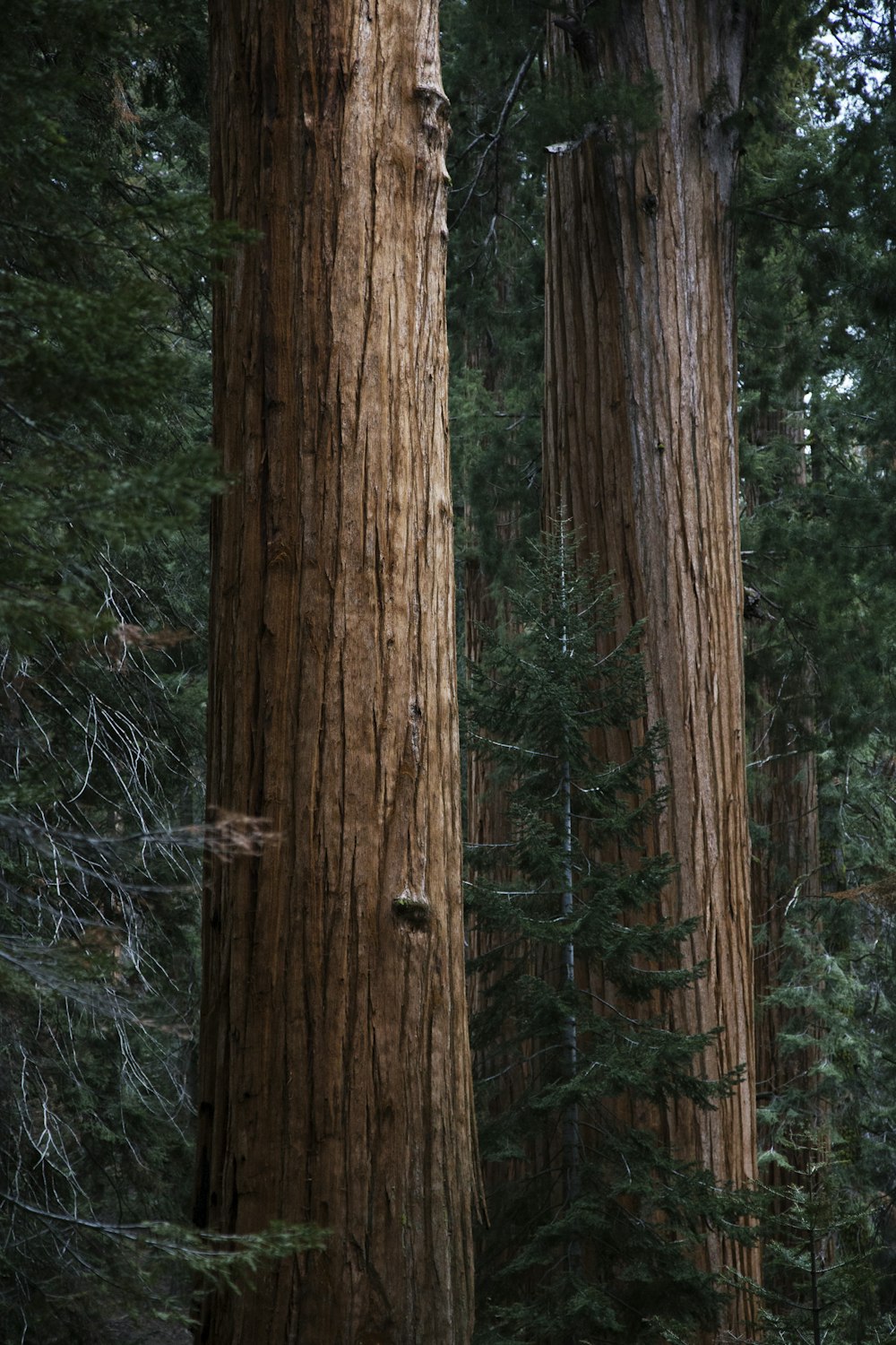 pinheiro verde entre duas árvores marrons