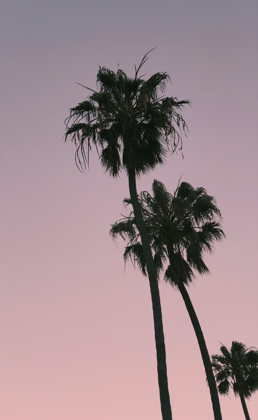 three palm trees during golden hour