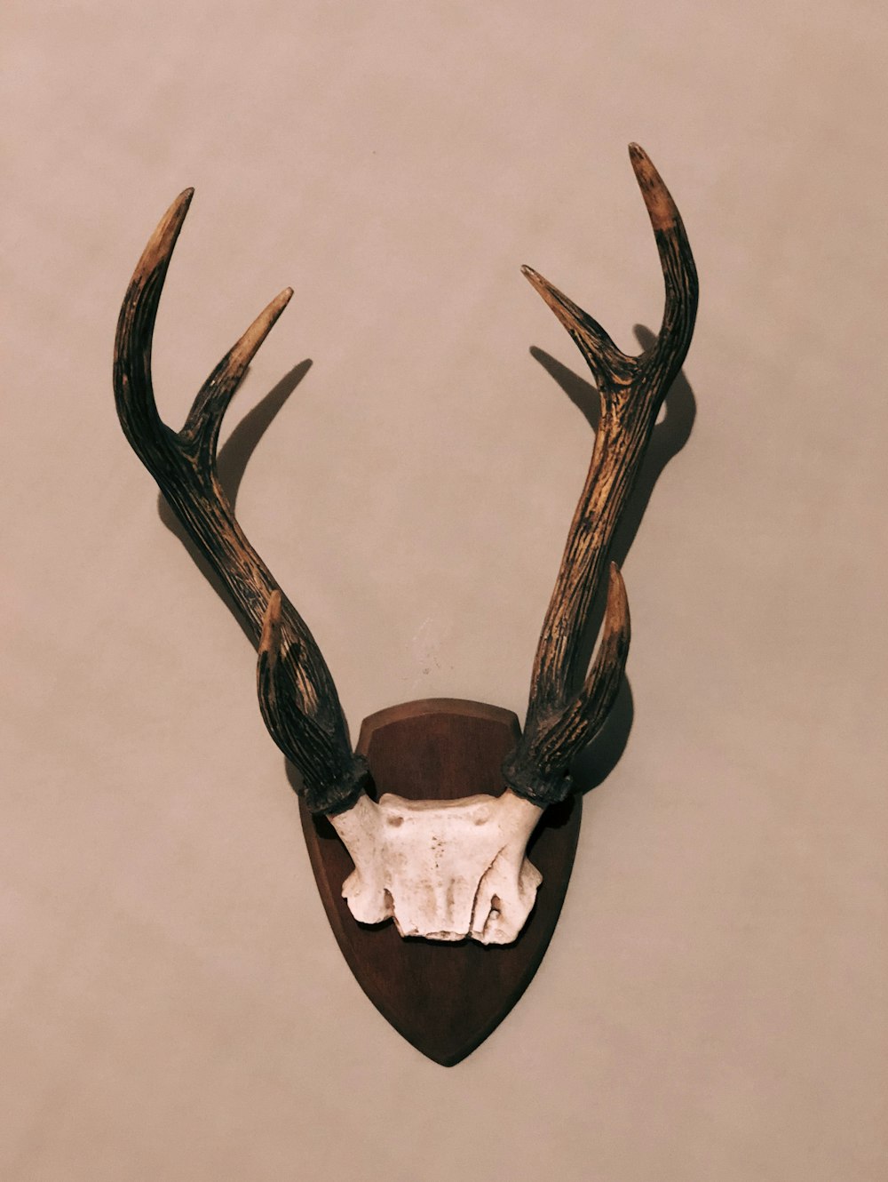 brown and black antler horn taxidermy