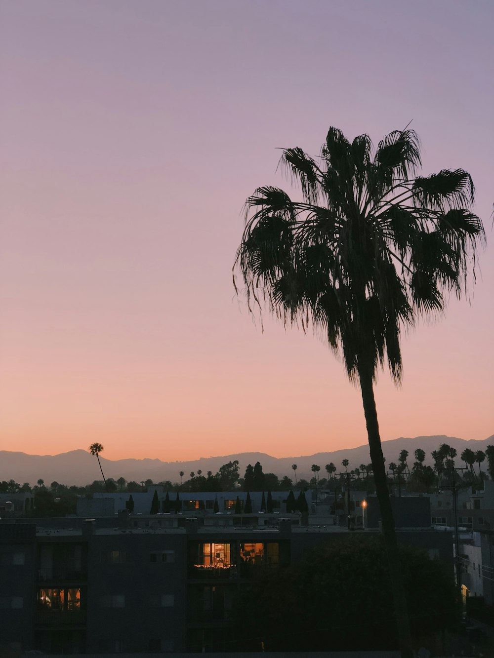 silhouette of palm tree during sunset