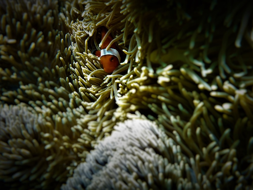 closeup photo of red clownfish coming out from coral