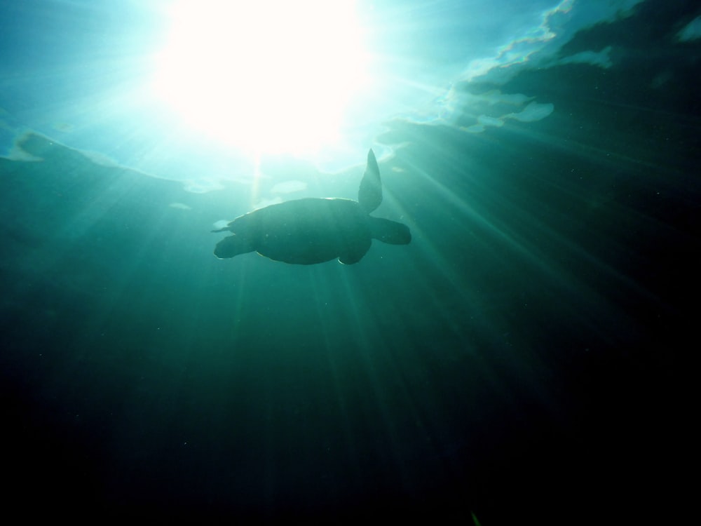 underwater photography of turtle