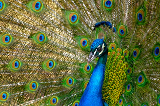 peacock