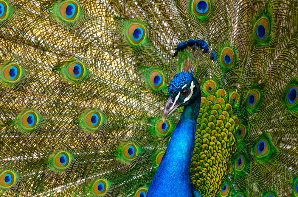 peacock