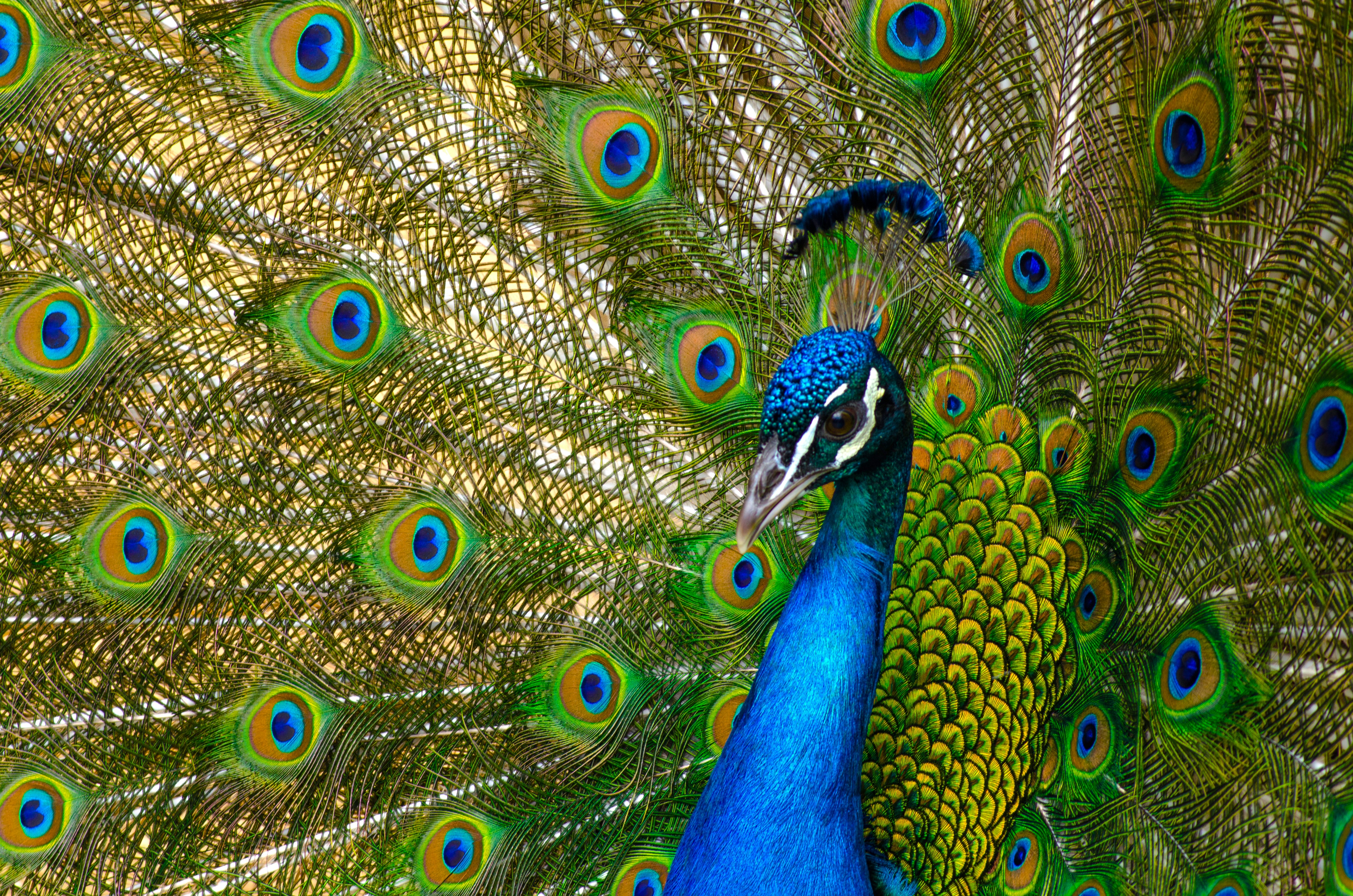 peacock