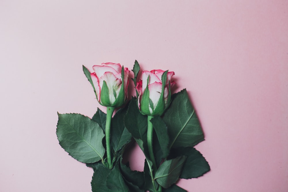 two red roses near wall